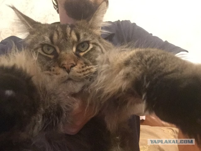 Кошки породы мейн-кун