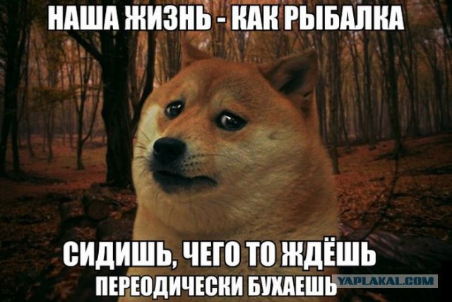 То, что улыбнуло в 2015