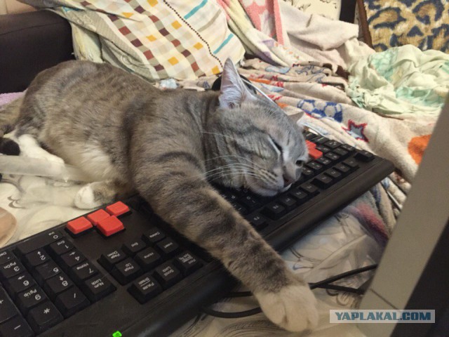 Пр корма для кошек. Рассуждения