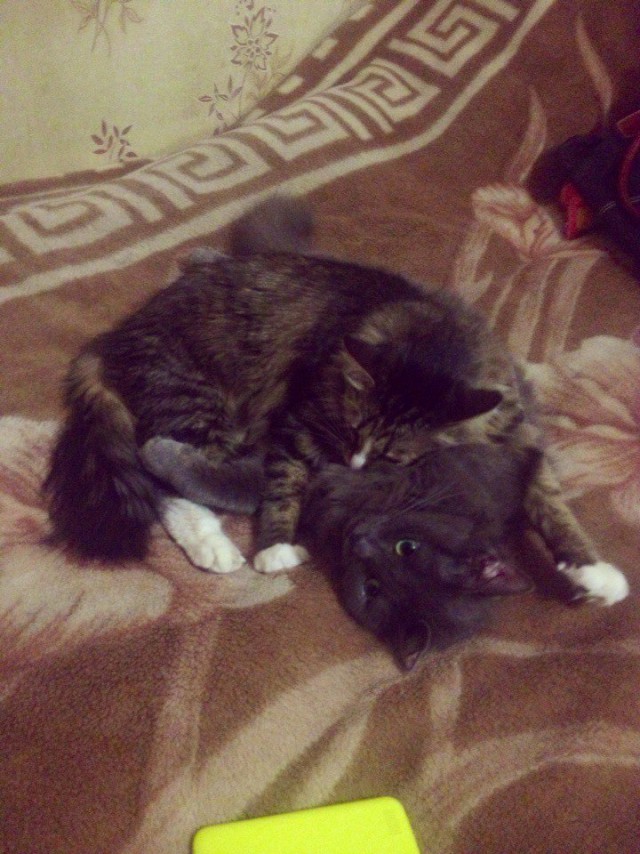 Кошачий ММА. Лига полутяжеловесов