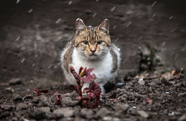 Коты из сети