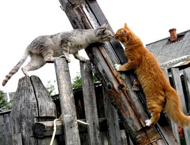 Коты из сети