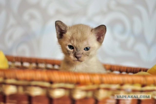 20 злобных животных, которым лучше не переходить дорогу