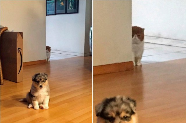 Коты и Кошки