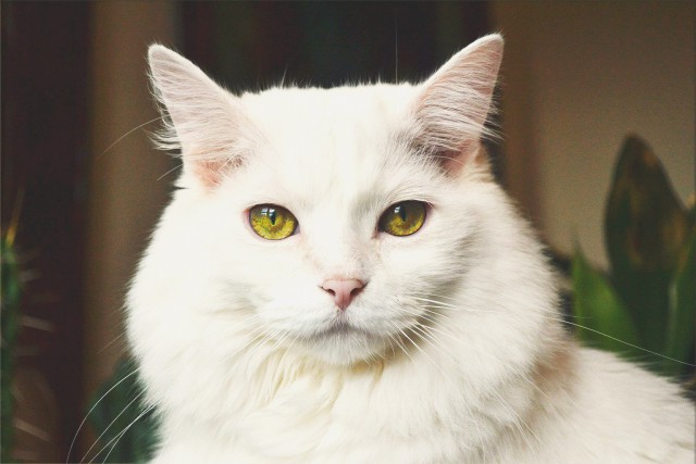 Коты и Кошки
