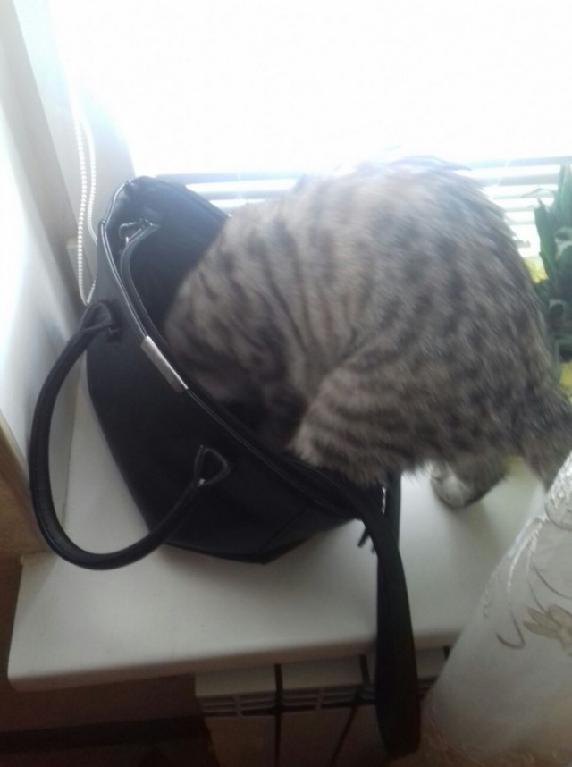 Коты и Кошки