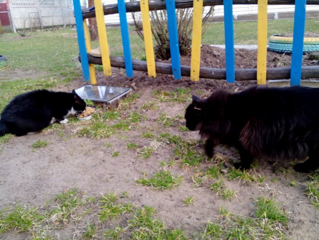 Котовторник 11.07.2017