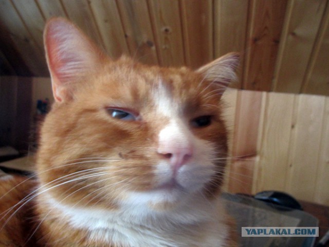 Котовторник 07.11.2017