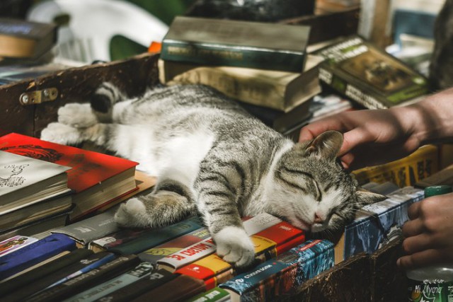 Коты и Кошки