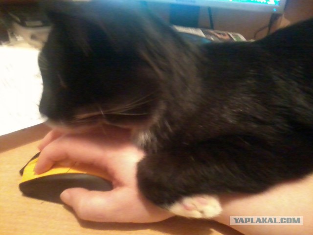Котовторник 02.01.2018