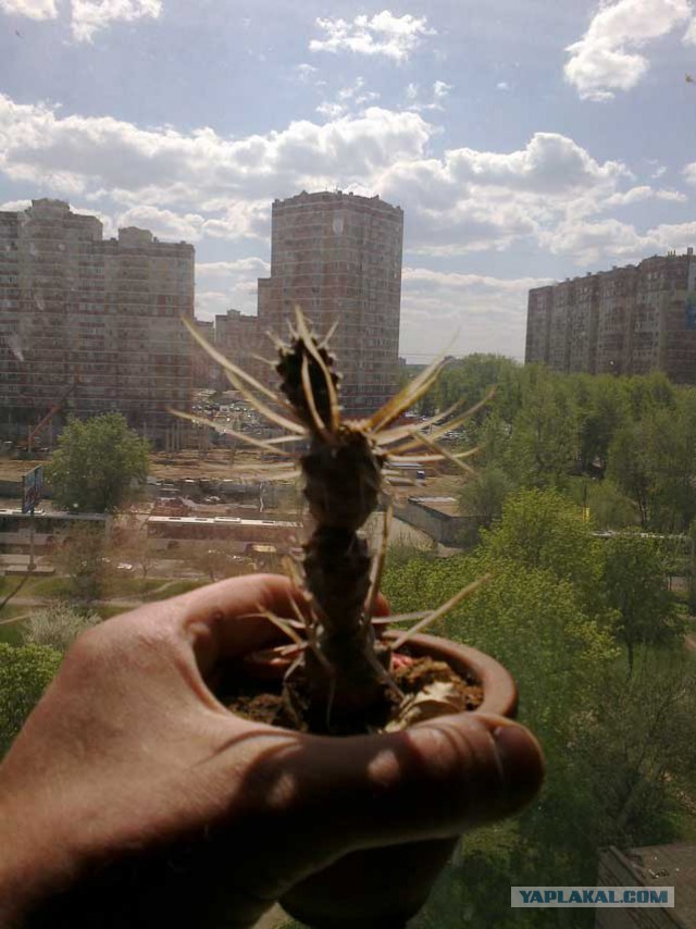 17 растений, которые не каждый рискнет поставить к себе на подоконник