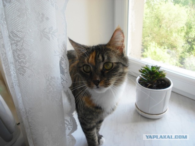 Котовторник 20.03.2018