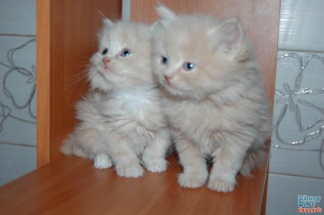 Немного милоты