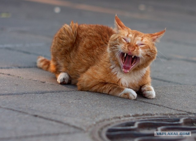Котовторник на 22 июня