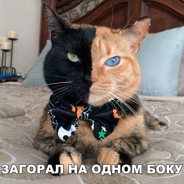 Нестандартный юмор