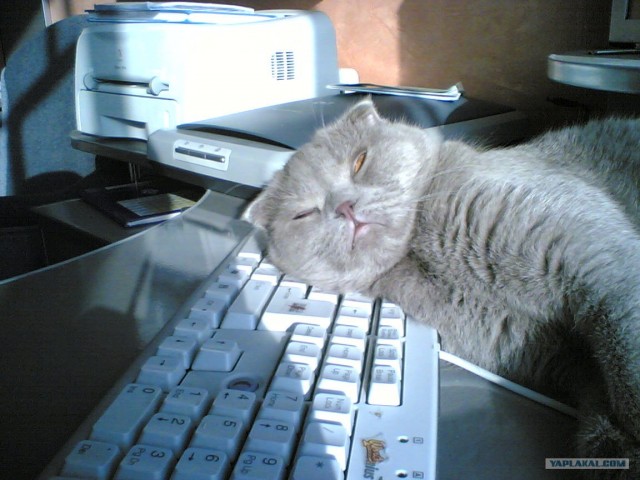 Котовторник стартует