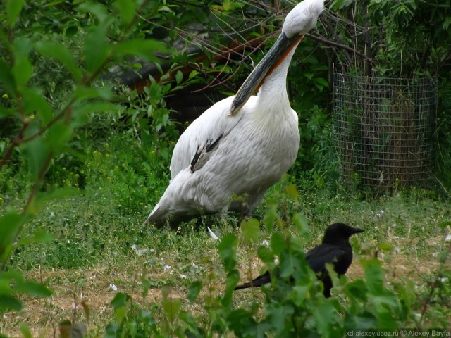 Детки в клетке