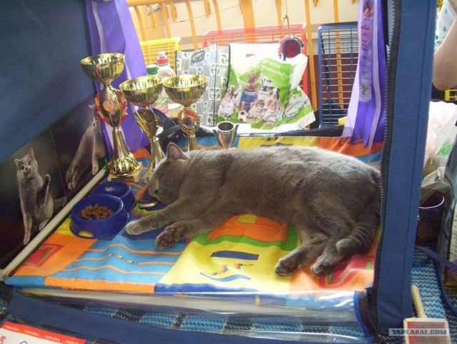 Сонный Котовторник