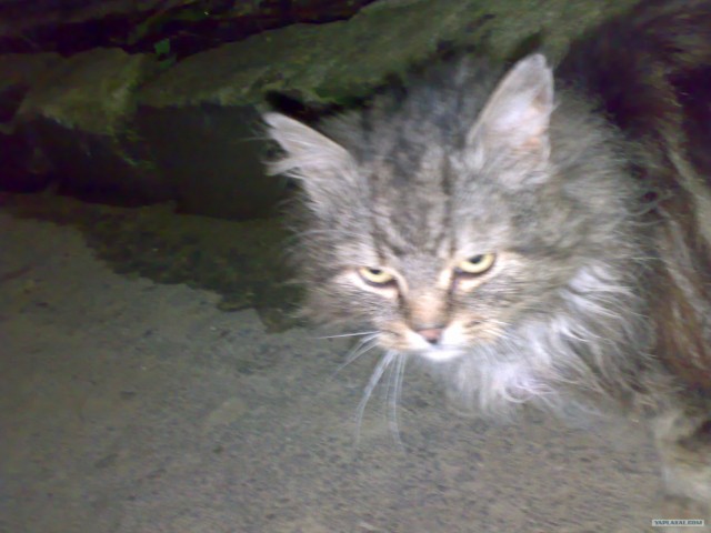 Котовторник (21.02.2012)