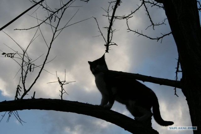 Котовторник 27.03.2012