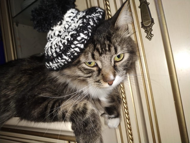 Котовторник 2019