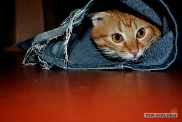 Котовторник 29.05.2012