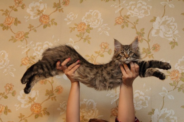 Котовторник  14.08.2012.
