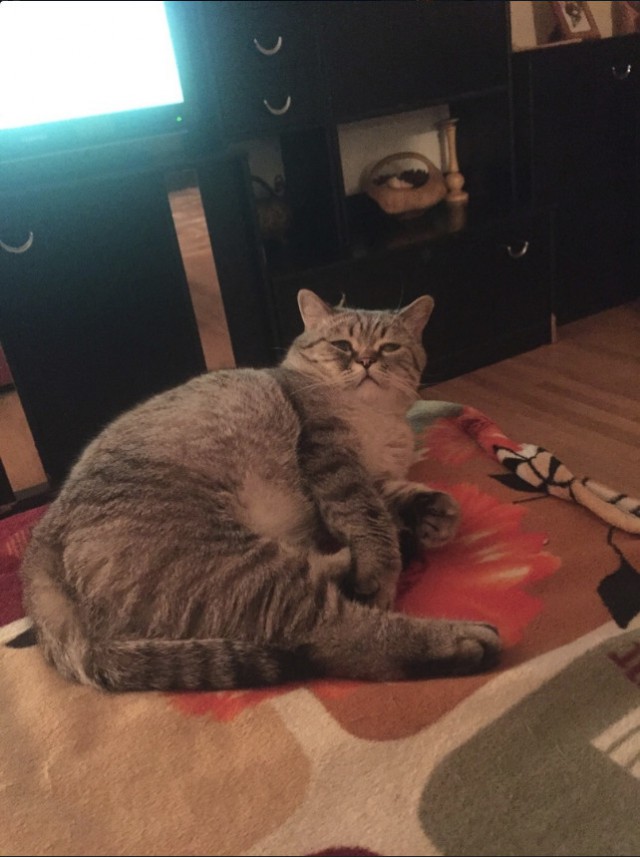 Забавные фото котеек