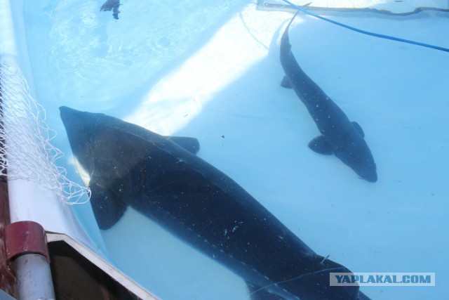 Побывали  c  сыном на выставке БЕЛАГРО