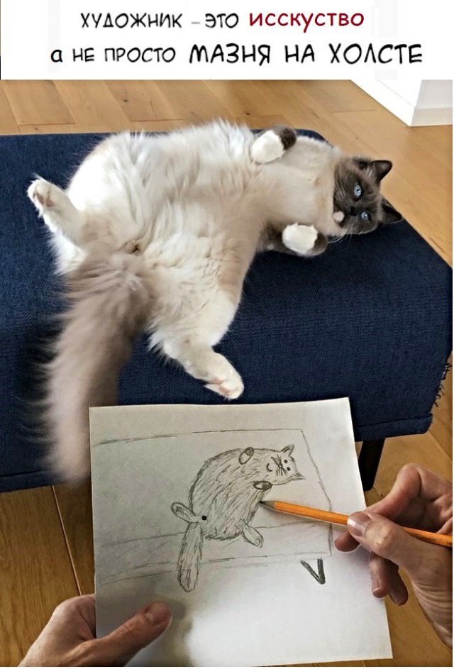 Картинки с надписями с котами и про котов