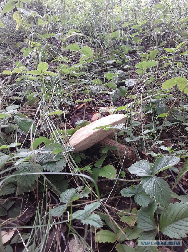 Грибные выходные