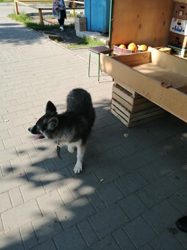 Живность из сети