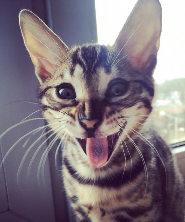 Забавные фото котеек