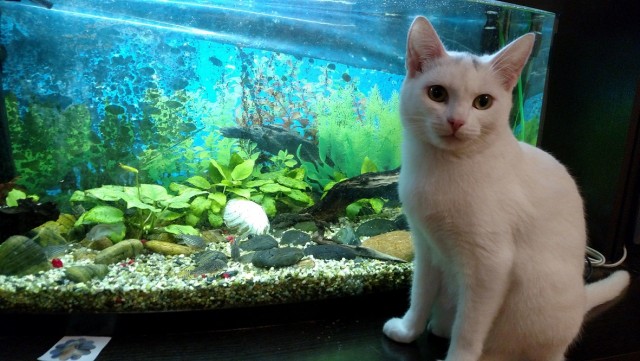 Как меня кота на пару дней попросили приютить