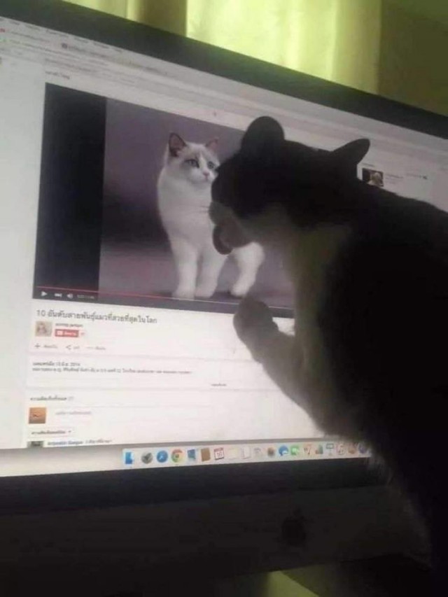 Котовторник?! Коты во вторник!
