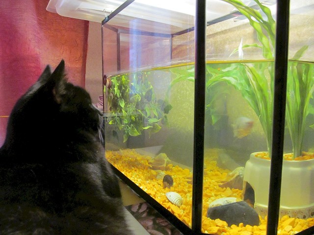 Котовторник?! Коты во вторник!