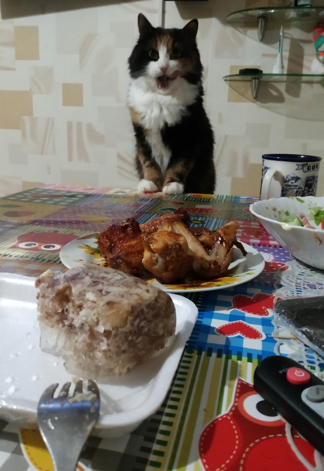 Смешные коты 25.08.20