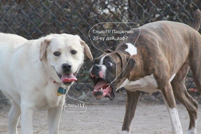 Фотожаба: Две собаки