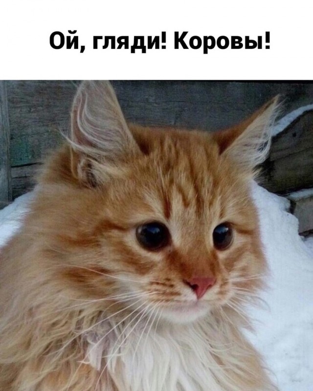 Деревенский vs городской
