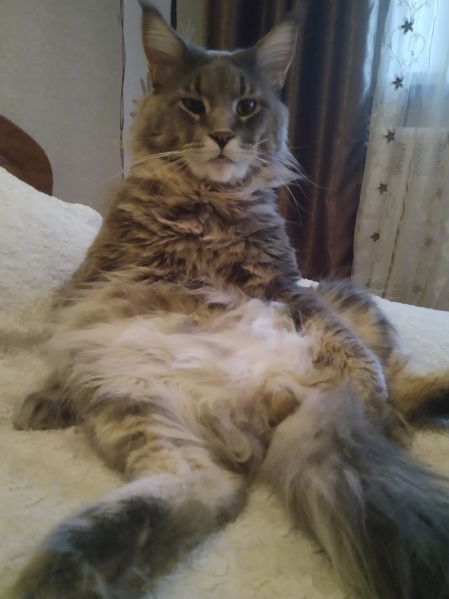 Счастливая семейная пара,кот Джокер и его жена Тиффани