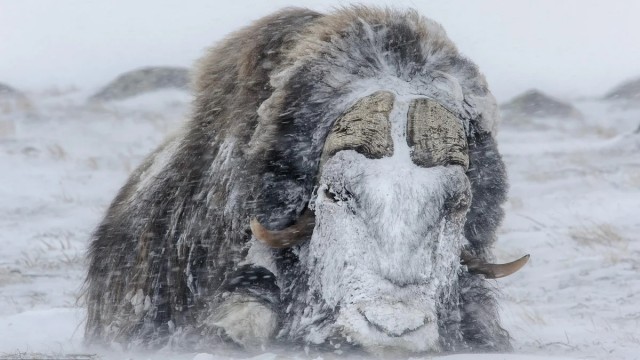 Овцебык: Титан Арктики. Как возможно выживание в условиях сверхнизких температур и лета в 1 месяц?