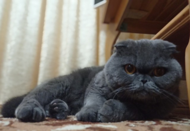 Погнали! С котовторником, други!