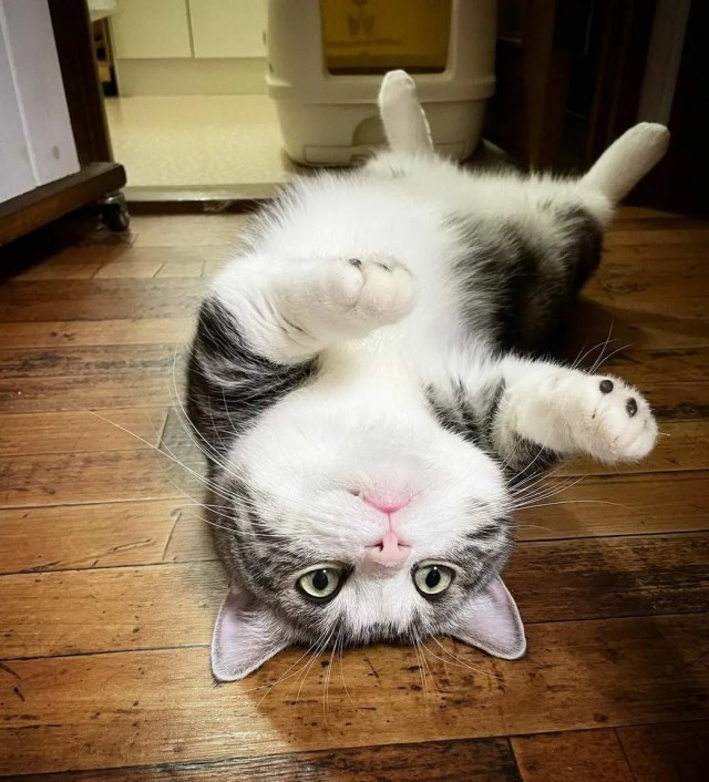 Разные котики