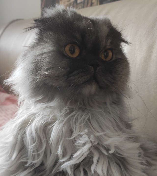 Котовторник