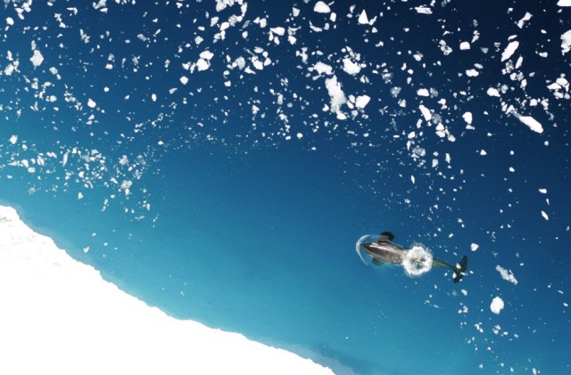 Антаркдида - она такая красивая!