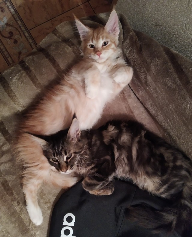 Кошка