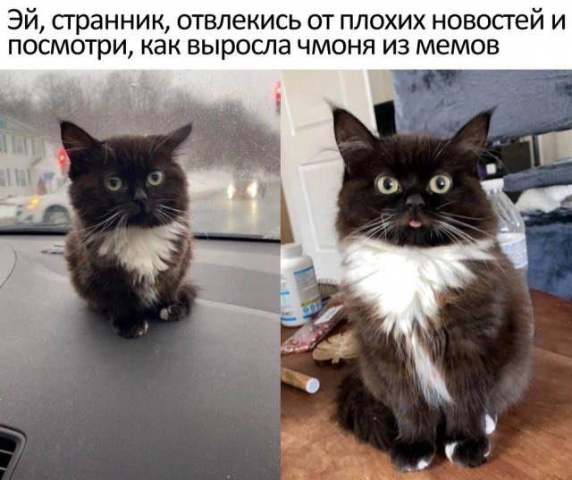 Забавные шутки, фразы, картинки из этих ваших интернетов
