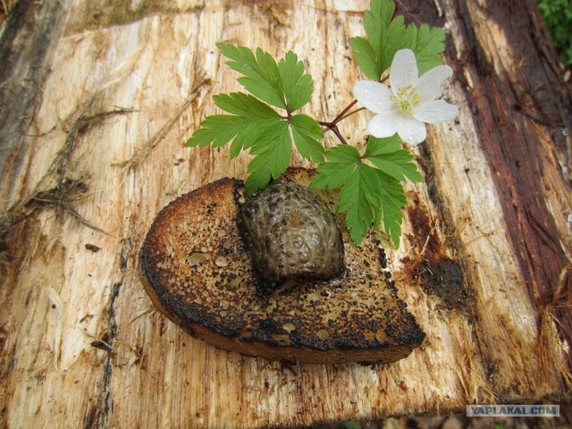 Сало - сила!