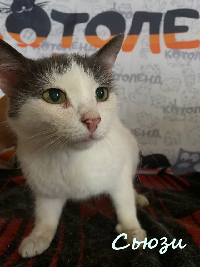 Жизнь домашнего приюта "Котоленд" 346