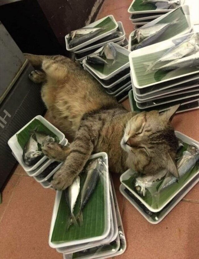 Котовторник 1.11.22